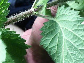 nettles with painfully stining