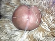 lynx fur cum