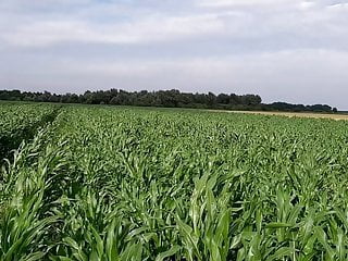 Sissy second Cornfield